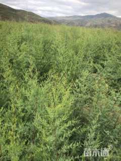 高度30厘米柽柳