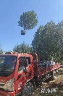 17公分八棱海棠