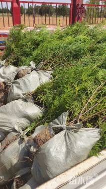 高度60厘米侧柏