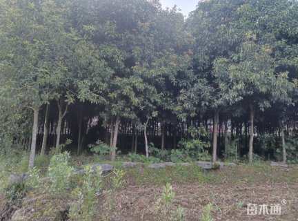 8公分八月桂