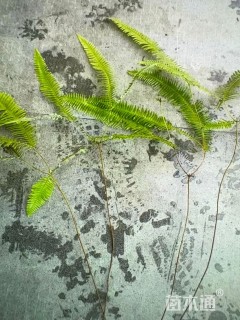 高度50厘米芒萁