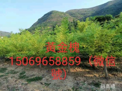 891016公分黄金槐