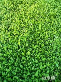 高度18厘米冰岛虞美人