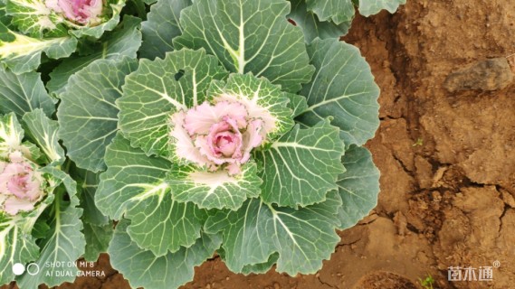 高度20厘米羽衣甘蓝