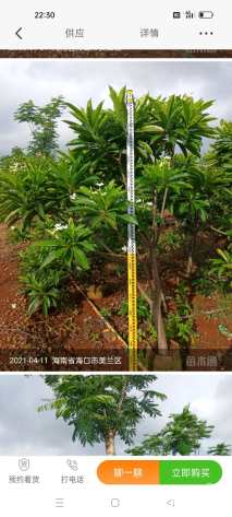 10公分海芒果