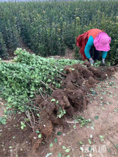 高度100厘米北海道黄杨