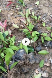 高度30厘米红叶石楠小苗