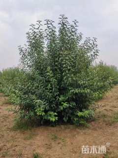 6公分(5杆)丛生女贞