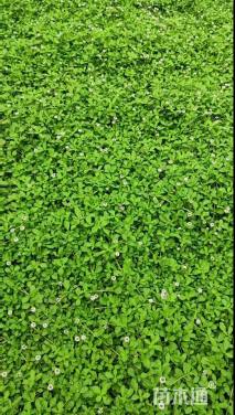 高度20厘米姬岩垂草