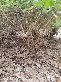 高度150厘米刺梅