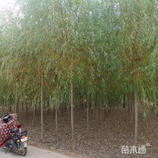 12公分黄金柳