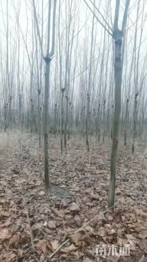 10公分法桐