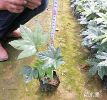 高度10厘米八角金盘