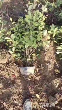 0.4公分红叶石楠