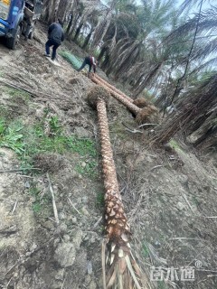 裸干高650厘米中东海枣