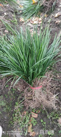 高度35厘米吉祥草