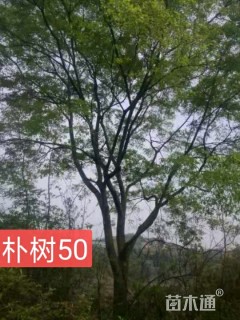 50公分朴树