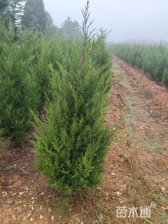 高度50厘米蜀桧