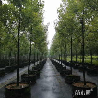 18公分美国红枫-十月光辉