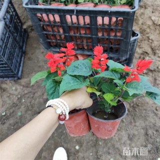 高度25厘米一串红