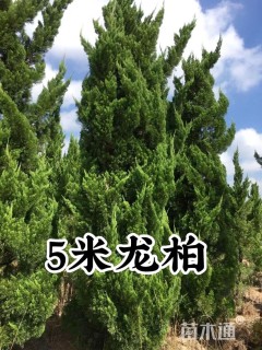高度500厘米龙柏