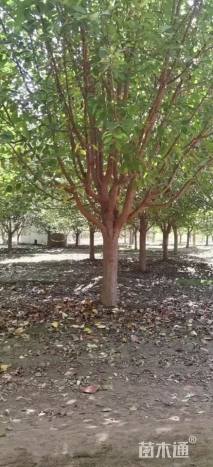 14公分绚丽海棠