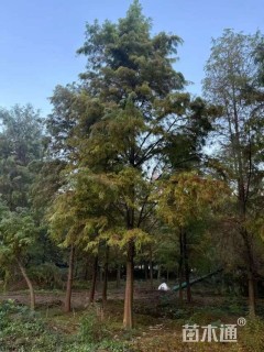 15公分池杉