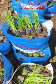 高度15厘米黄菖蒲