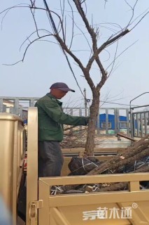 高度300厘米柽柳