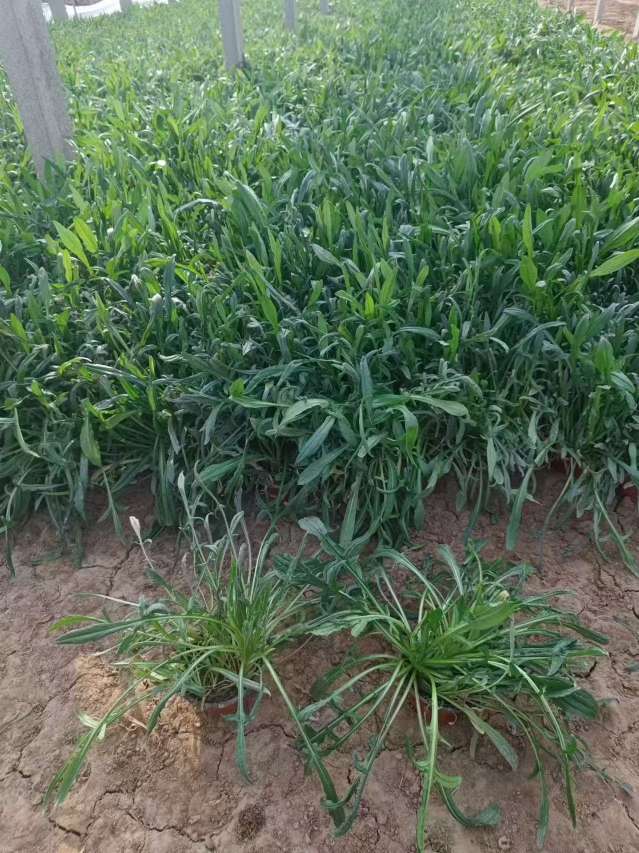 高度20厘米矢车菊