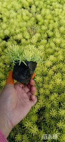 高度5厘米佛甲草