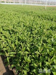 高度100厘米红王子锦带