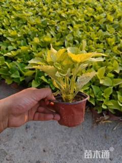 高度20厘米彩叶草