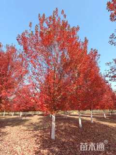 25公分北美红枫