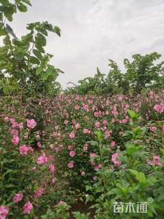 高度150厘米重瓣木槿