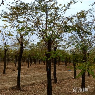 9公分刺槐