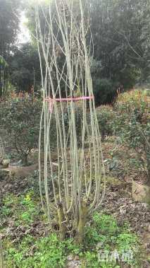 高度300厘米木芙蓉