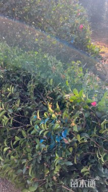 高度210厘米茶梅柱