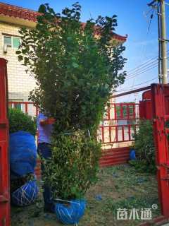 高度300厘米丛生丁香