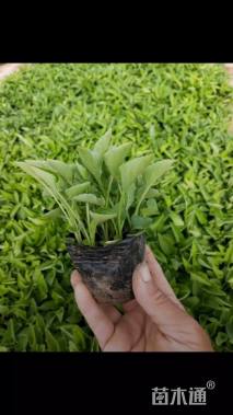 高度15厘米紫花地丁