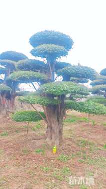 80公分对节白蜡