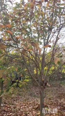 高度300厘米丛生紫玉兰