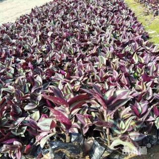 高度30厘米吊竹梅