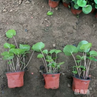 高度35厘米大吴风草