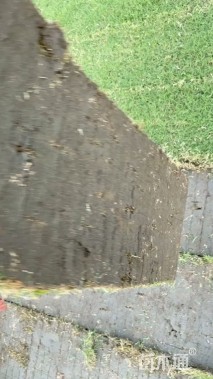 草卷状百慕大草