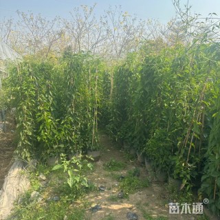 200厘米炮仗花