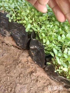 高度10厘米千屈菜