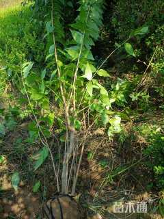 高度150厘米木槿球