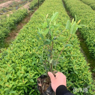 高度30厘米金丝桃苗