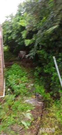 3公分红豆杉